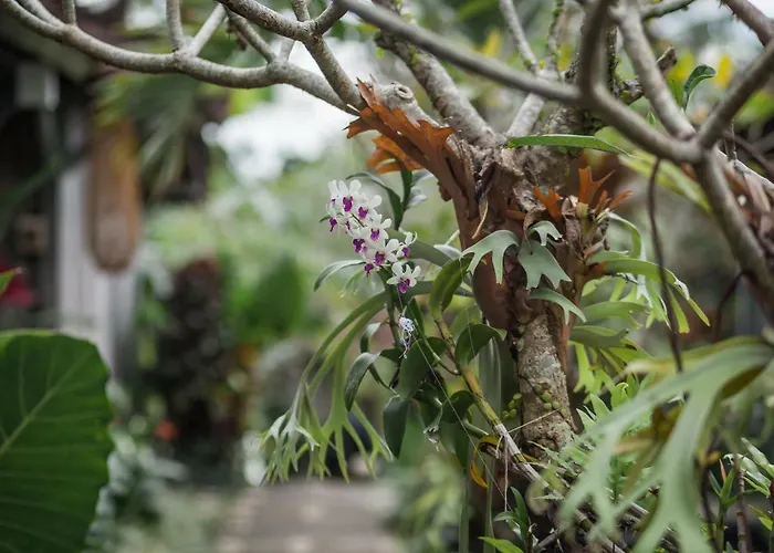 Green Taman Ubud By Prasi
